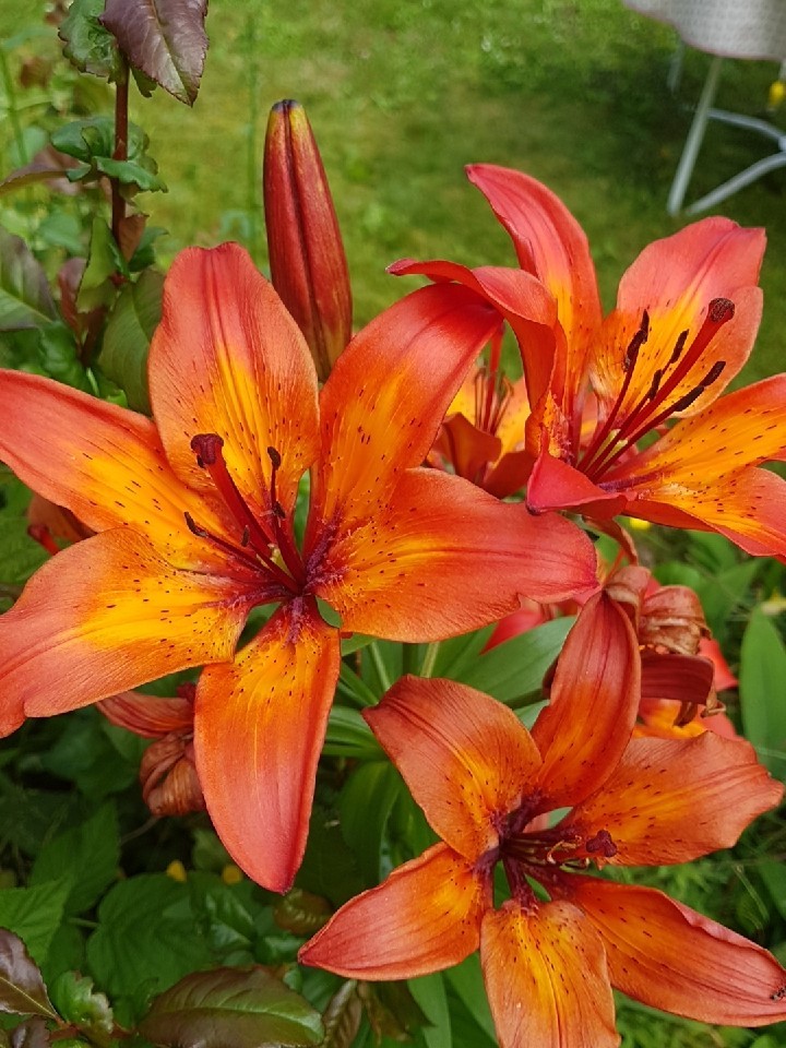 Lilium Forever Marjolein Lilium Forever Marjolein Picturethis