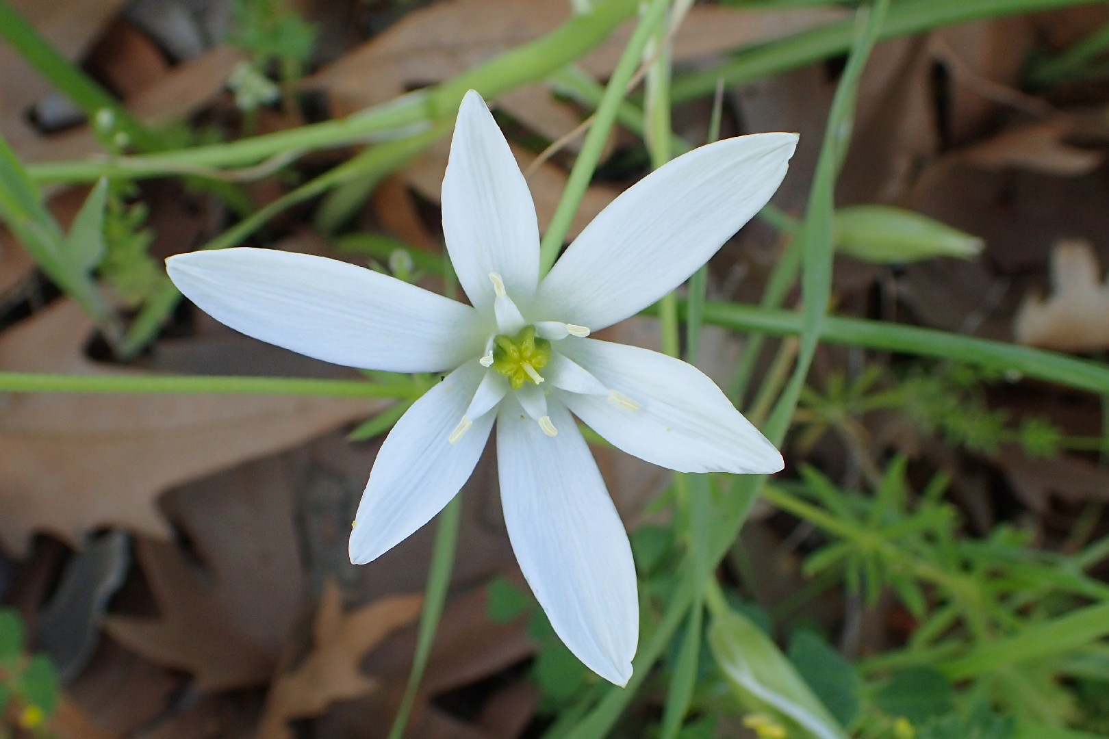 Ornithogalum Divergens 花言葉 学名 よくある質問 Picturethis