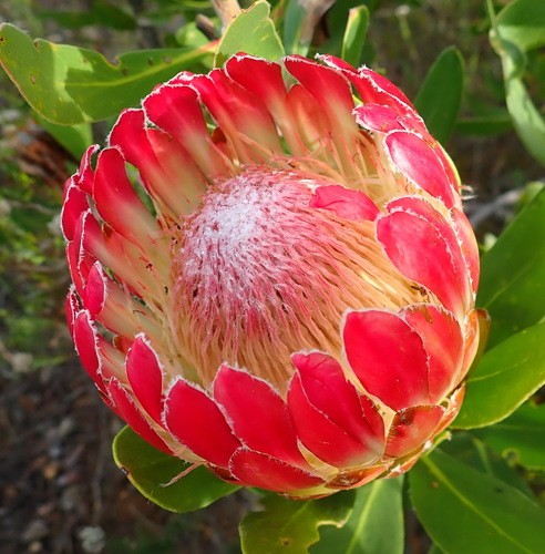 Protea Obtusifolia 花言葉 学名 よくある質問 Picturethis