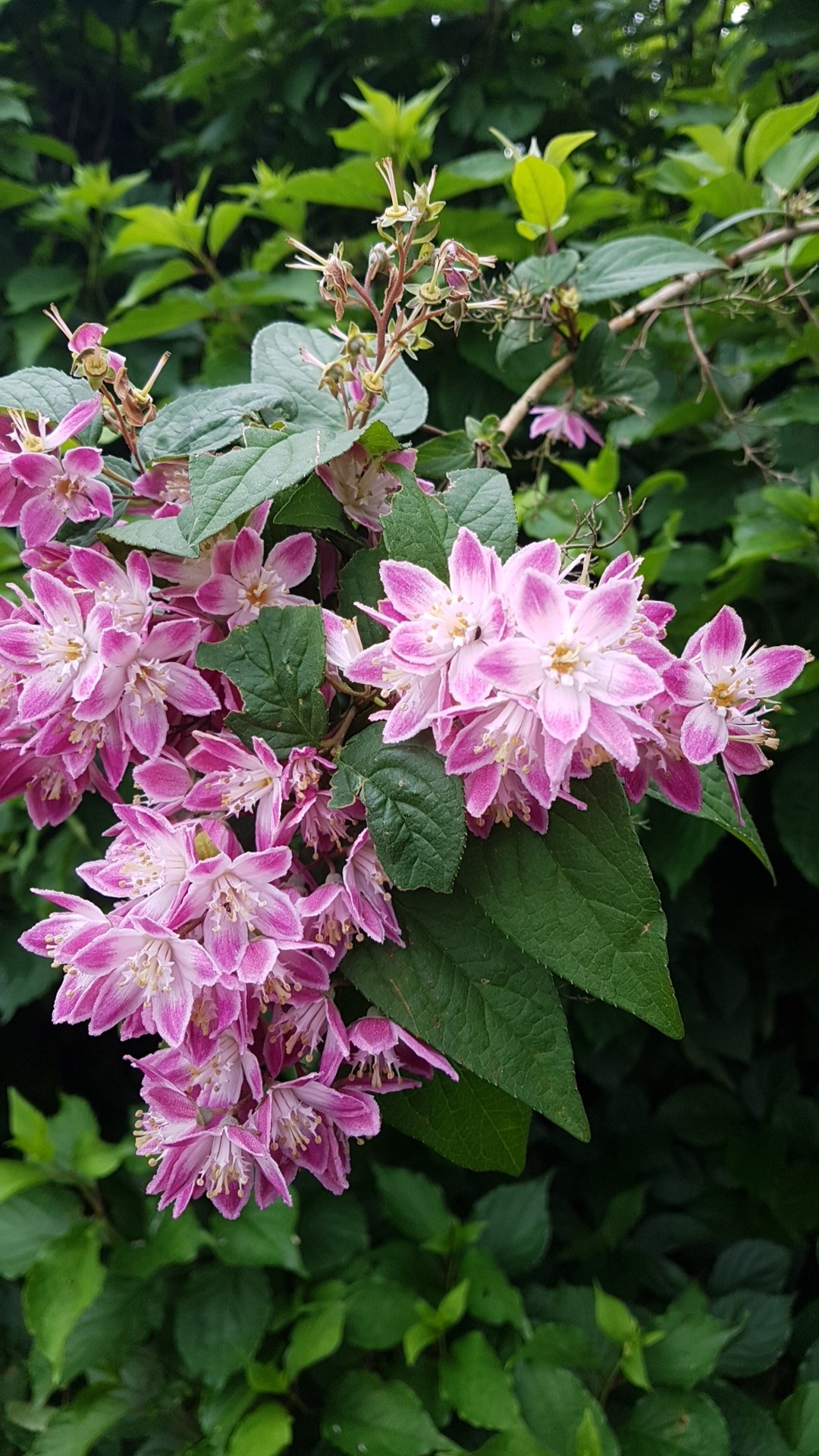 ウツギ属 Deutzia 花言葉 毒性 よくある質問 Picturethis