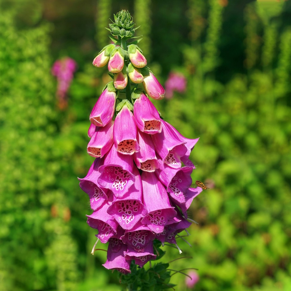 Common foxglove (Digitalis purpurea) Flower, Leaf, Care, Uses - PictureThis