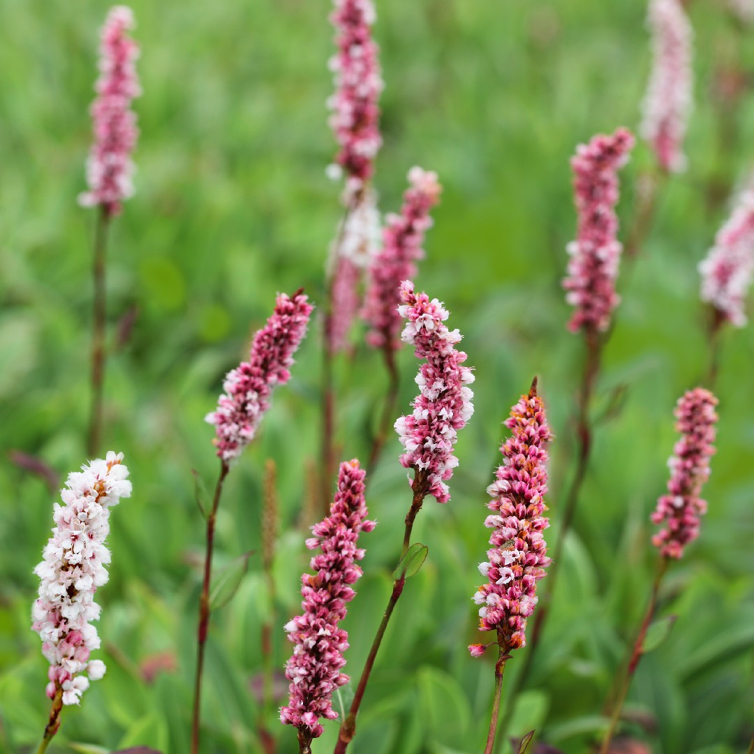 イヌタデ 犬蓼 Persicaria Longiseta 花言葉 学名 よくある質問 Picturethis