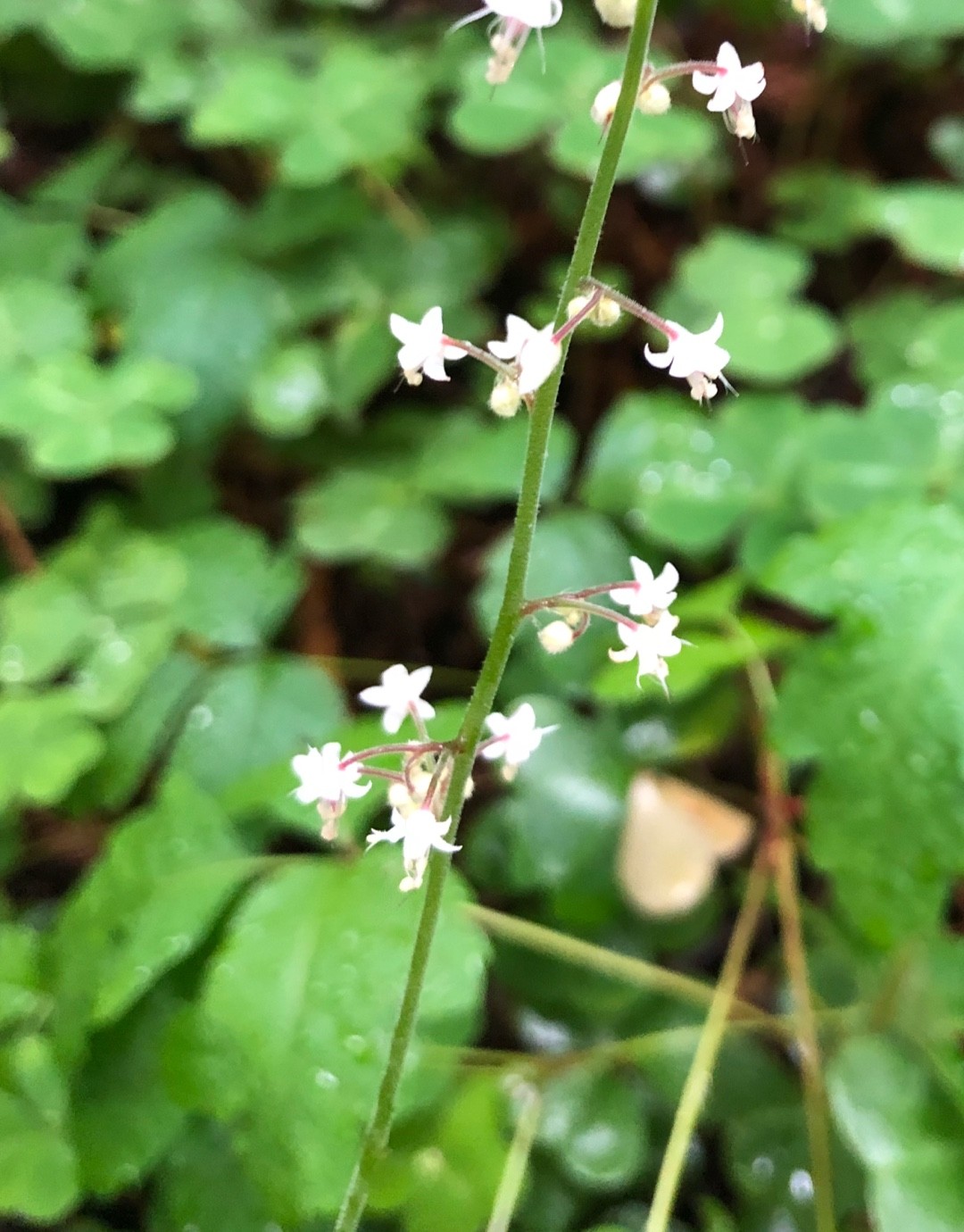 tiarella-trifoliata-picturethis