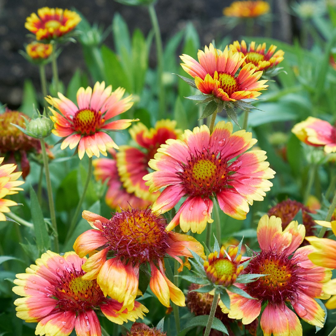 テンニンギク属 Gaillardia 花言葉 学名 よくある質問 Picturethis