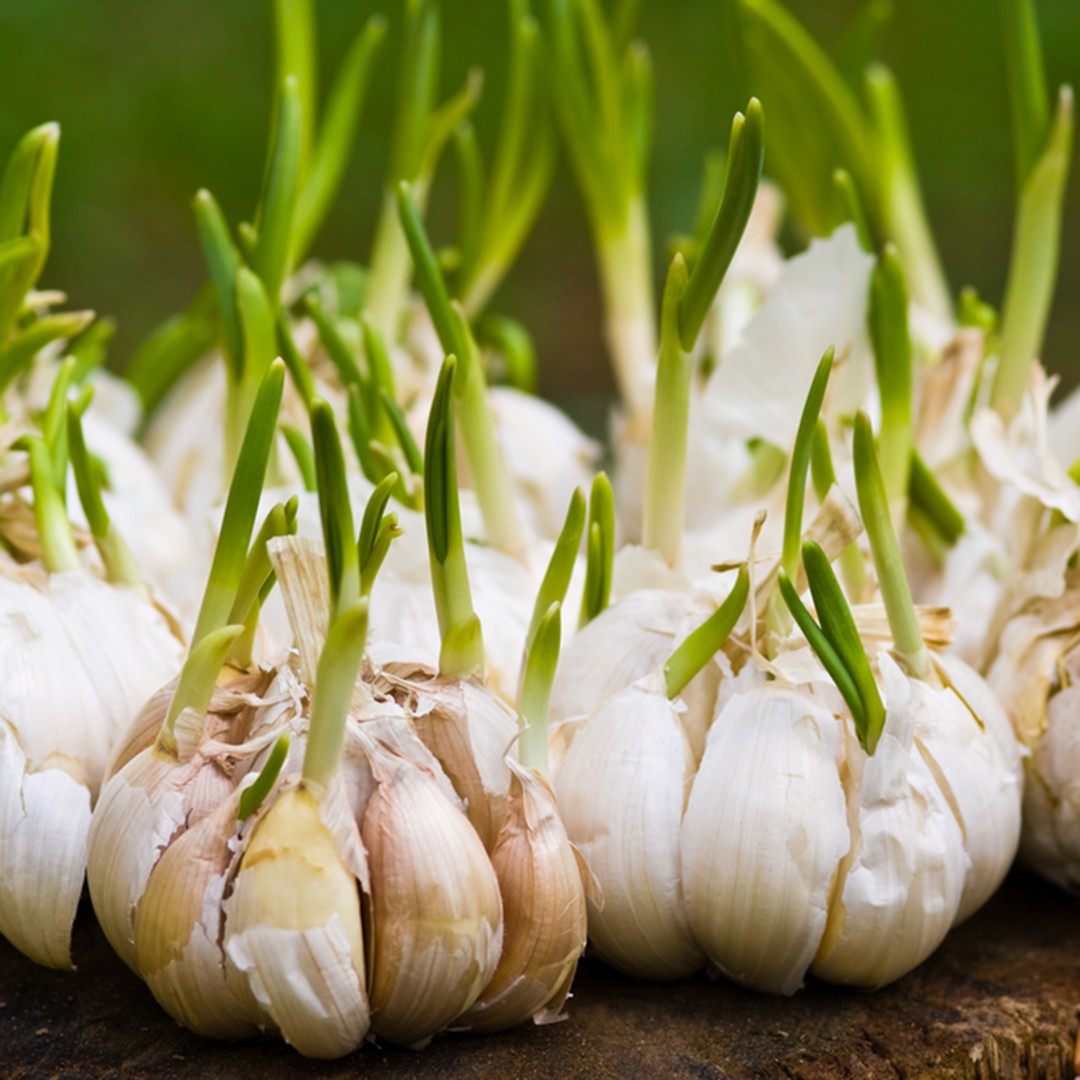 Garlic Allium Sativum Flower Leaf Uses Picturethis