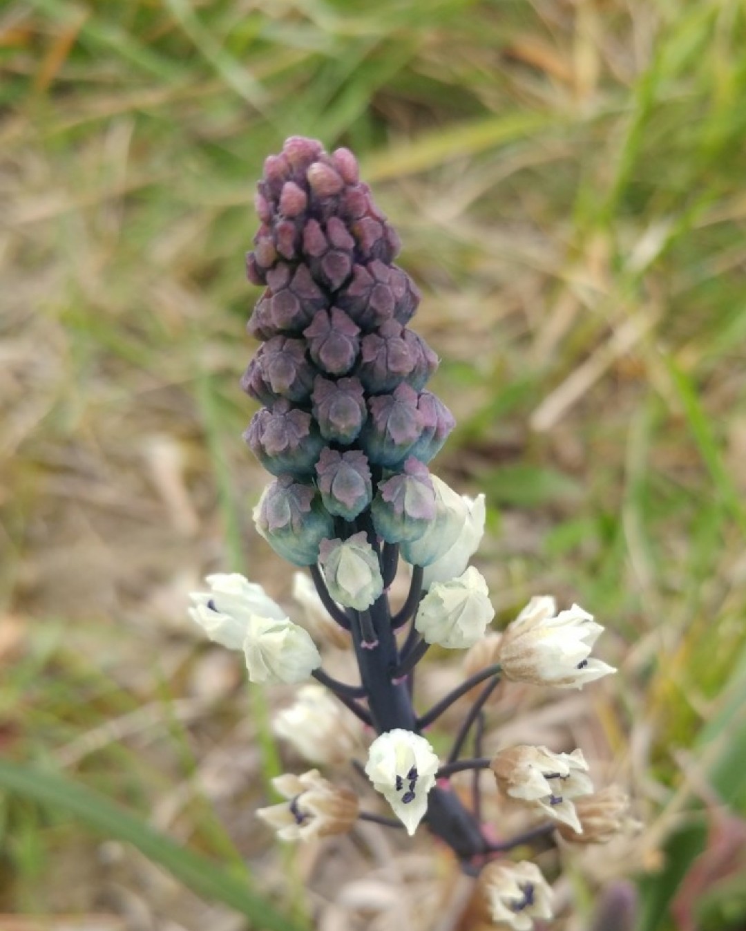 Bellevalia speciosa