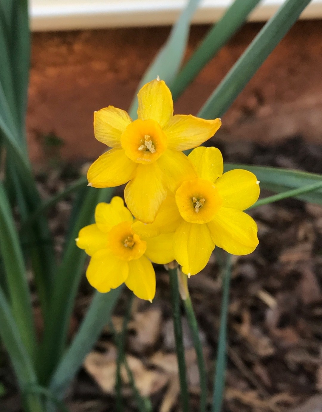 キズイセン 黄水仙 Narcissus Jonquilla 日常養生 Picturethis