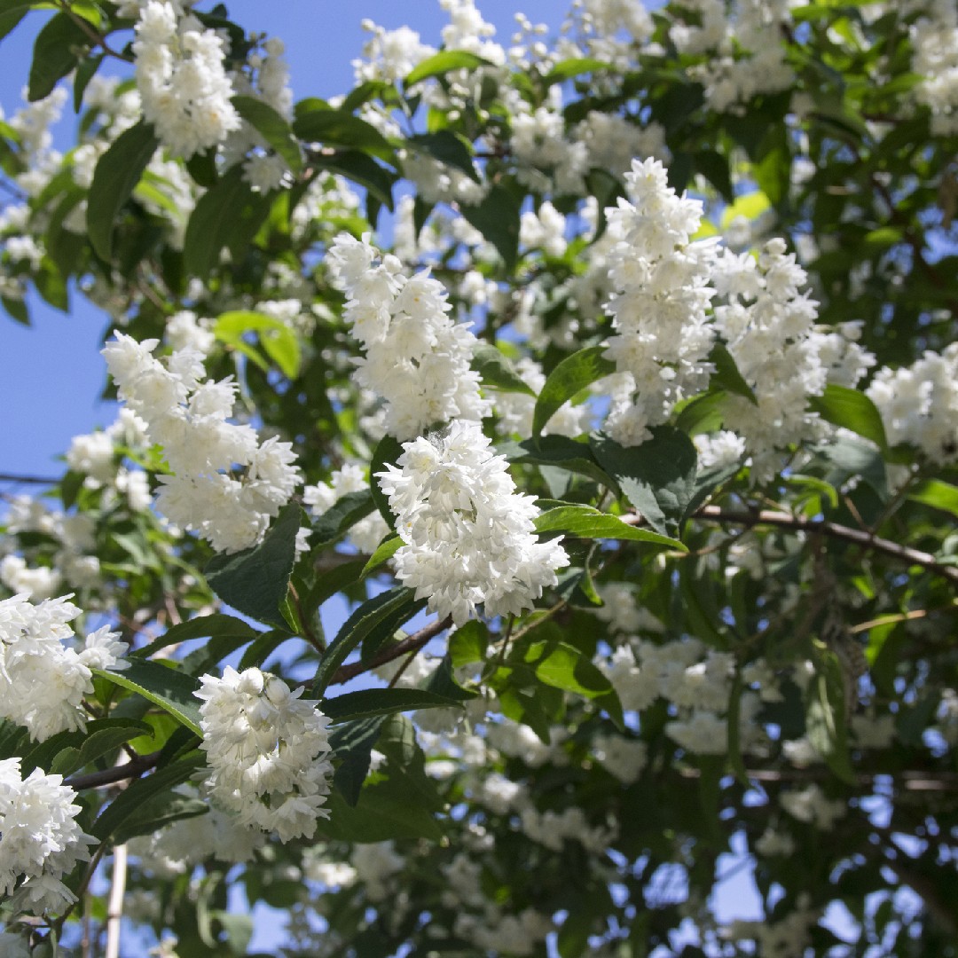 Deutzia Scabra 花言葉 学名 よくある質問 Picturethis