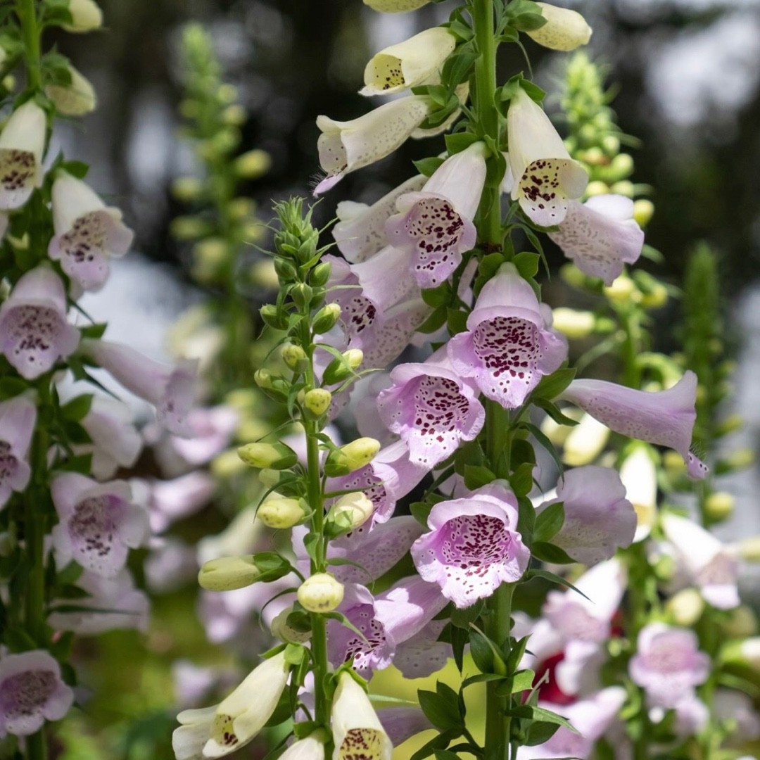 Digitalis Purpurea 'Camelot Lavender' - PictureThis