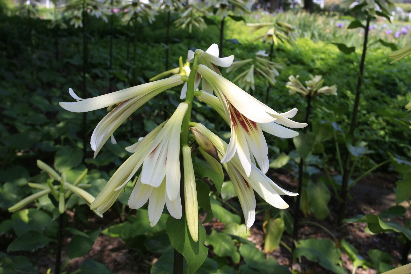 Cardiocrinum Giganteum (Giant Himalayan Lily) | ubicaciondepersonas ...