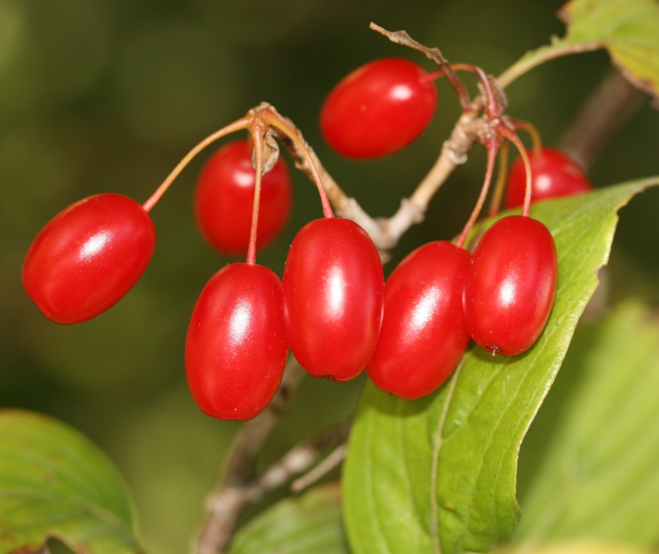 サンシュユ 山茱萸 Cornus Officinalis 花言葉 学名 よくある質問 Picturethis