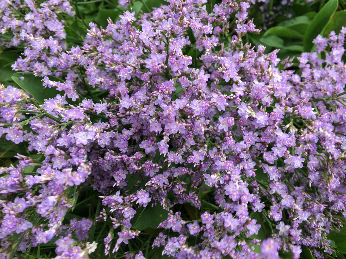 イソマツ属 Limonium 花言葉 学名 よくある質問 Picturethis