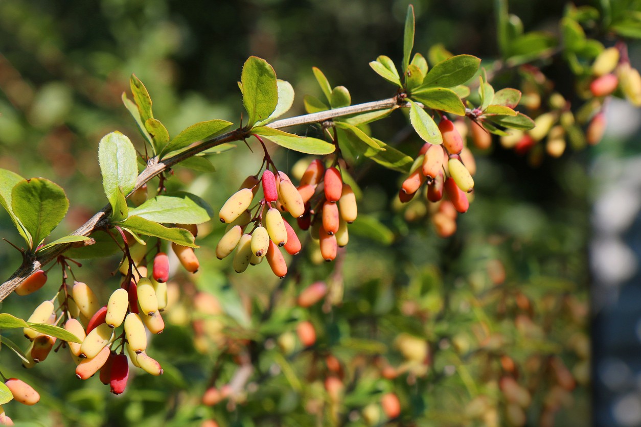 Berberis amurensis - PictureThis