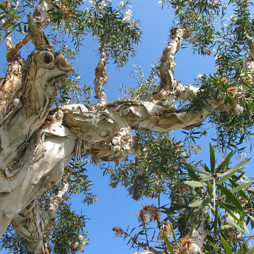 melaleuca-quinquenervia-melaleuca-quinquenervia-picturethis