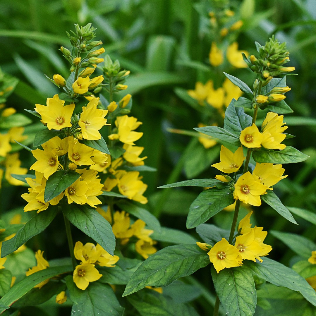 オカトラノオ属 Lysimachia 花言葉 学名 よくある質問 Picturethis