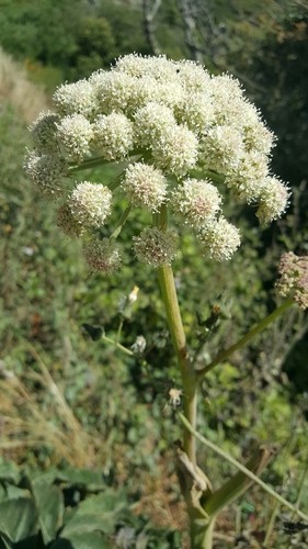 Angelica Hendersonii Angelica Hendersonii Picturethis