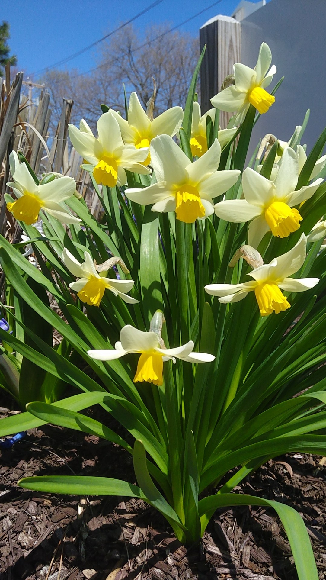 Narcissus 'Bravoure' - PictureThis