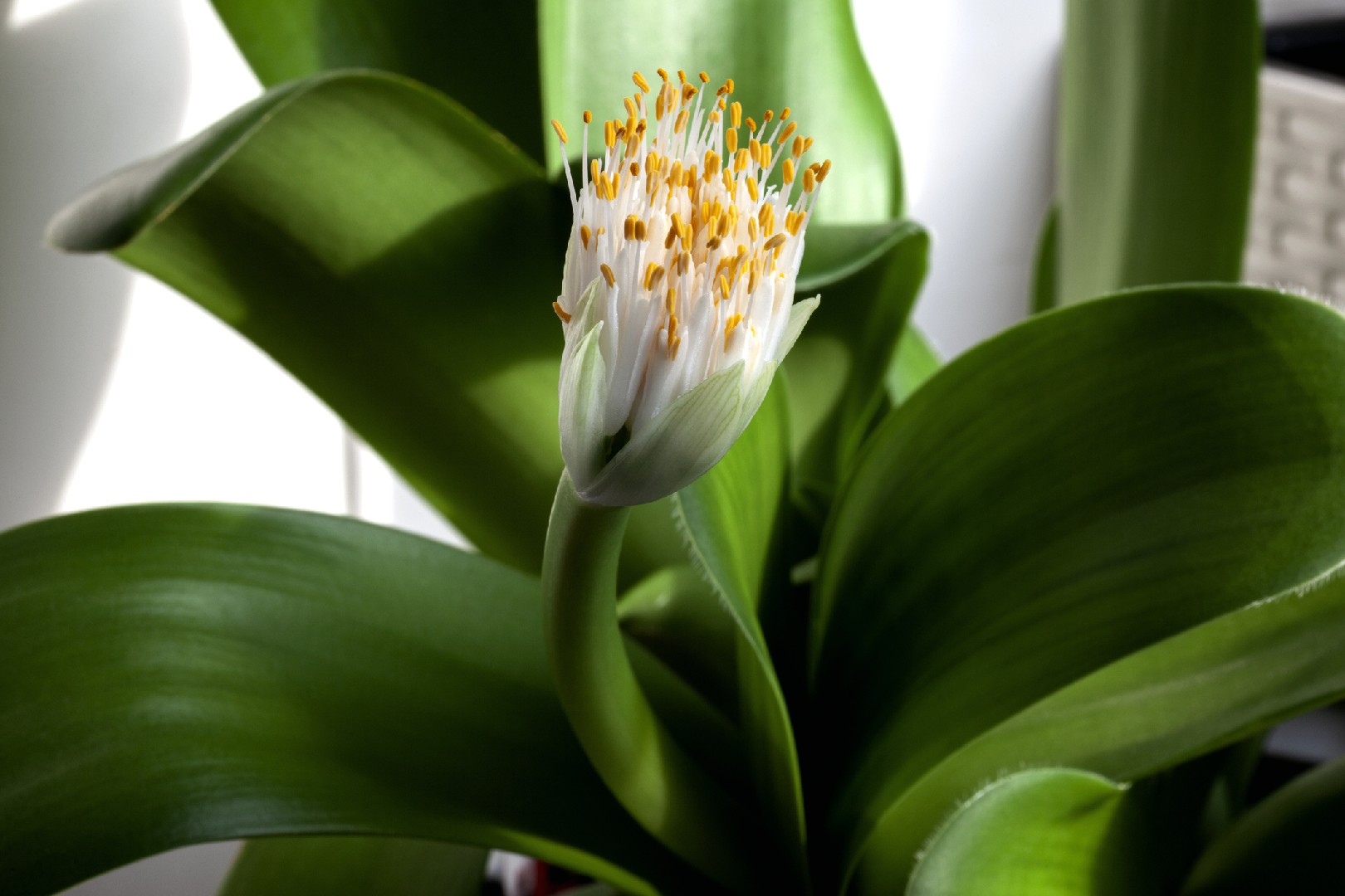 マユハケオモト 眉刷毛万年青 Haemanthus Albiflos 花言葉 学名 よくある質問 Picturethis