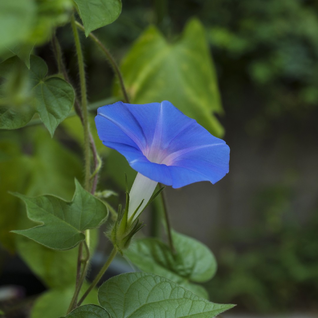 is-the-ivyleaf-morning-glory-poisonous-picturethis