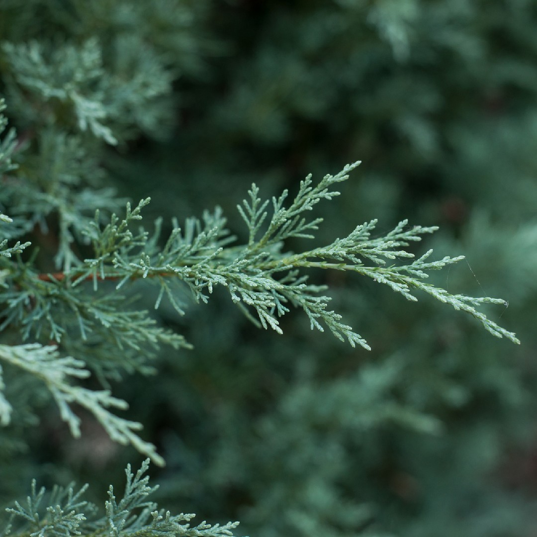 Cupressus Funebris 花言葉 学名 よくある質問 Picturethis