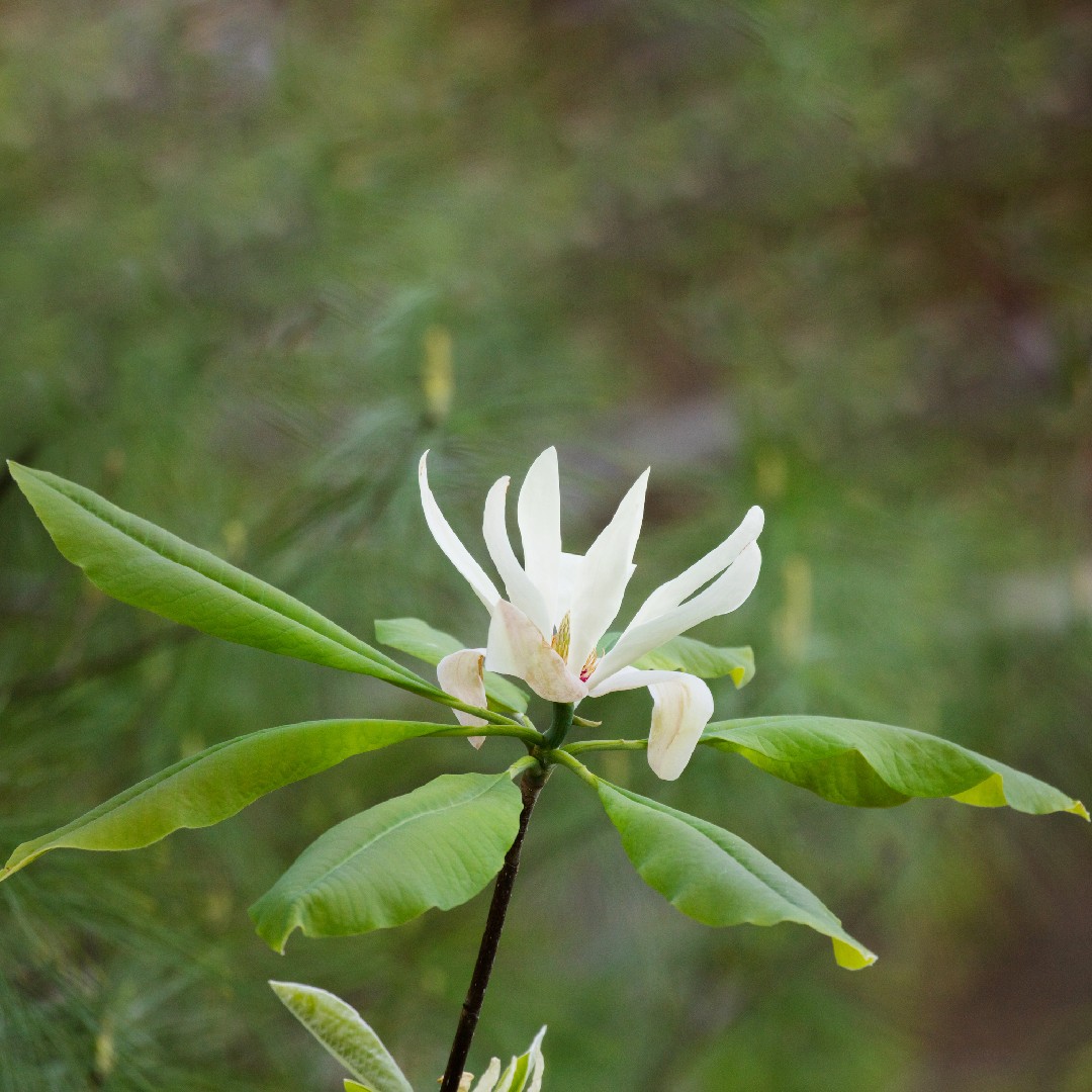 Magnolia Magnolia Picturethis