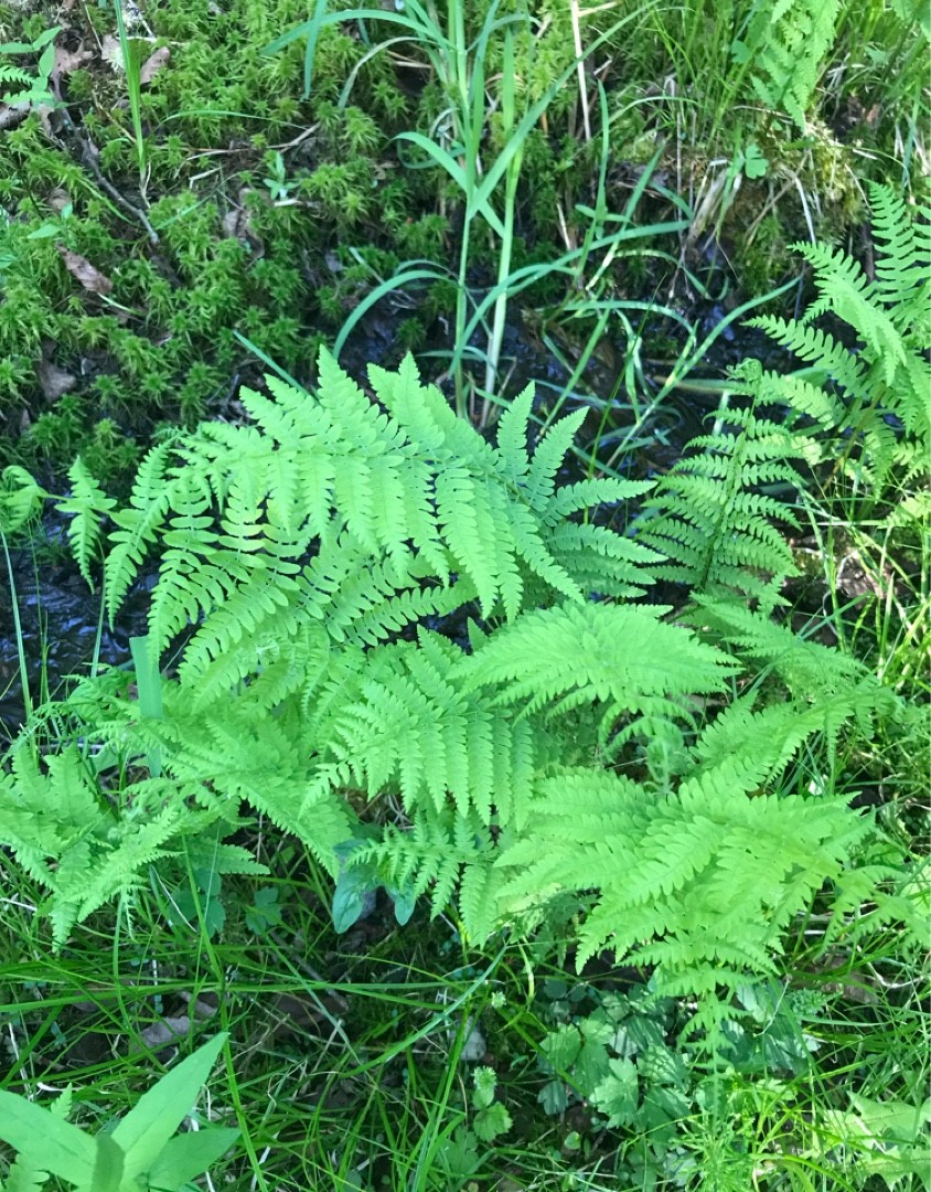 ヒメシダ 姫羊歯 Thelypteris Palustris 花言葉 学名 よくある質問 Picturethis