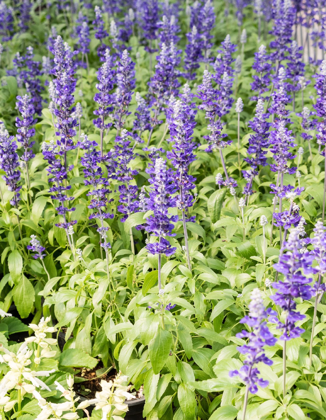 Salvia farinacea ‘Fairy Queen’ - PictureThis