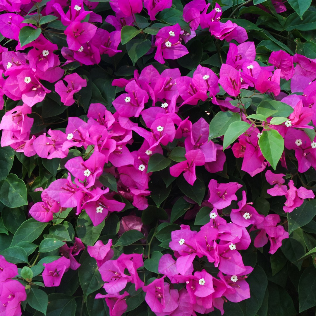 ブーゲンビレア スペクタビリス Bougainvillea Spectabilis 花言葉 学名 よくある質問 Picturethis