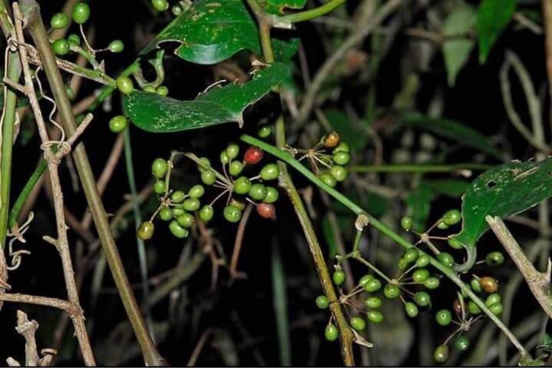 サツマサンキライ Smilax Bracteata 花言葉 学名 よくある質問 Picturethis