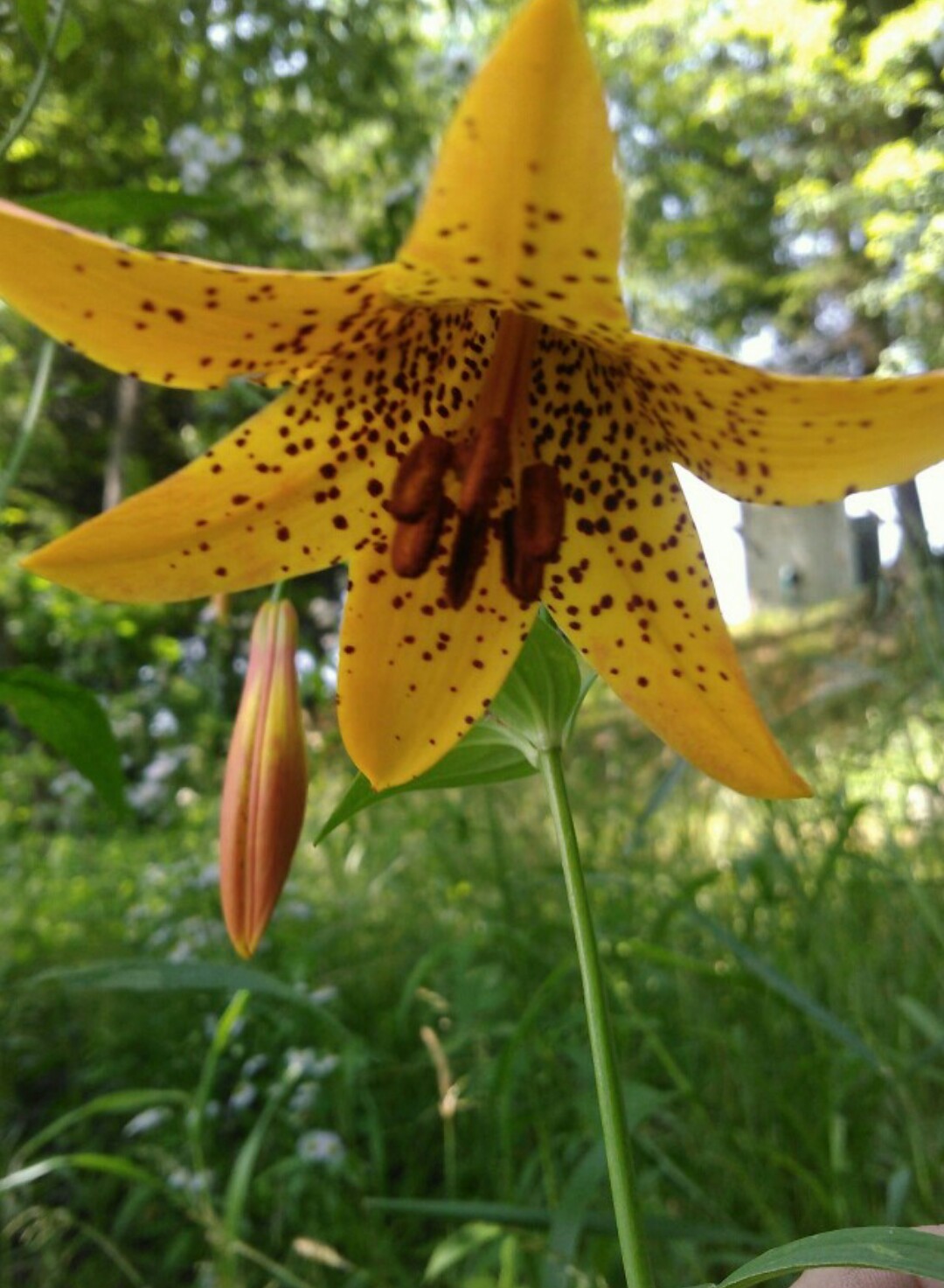 リリウム カナデンセ Lilium Canadense Picturethis