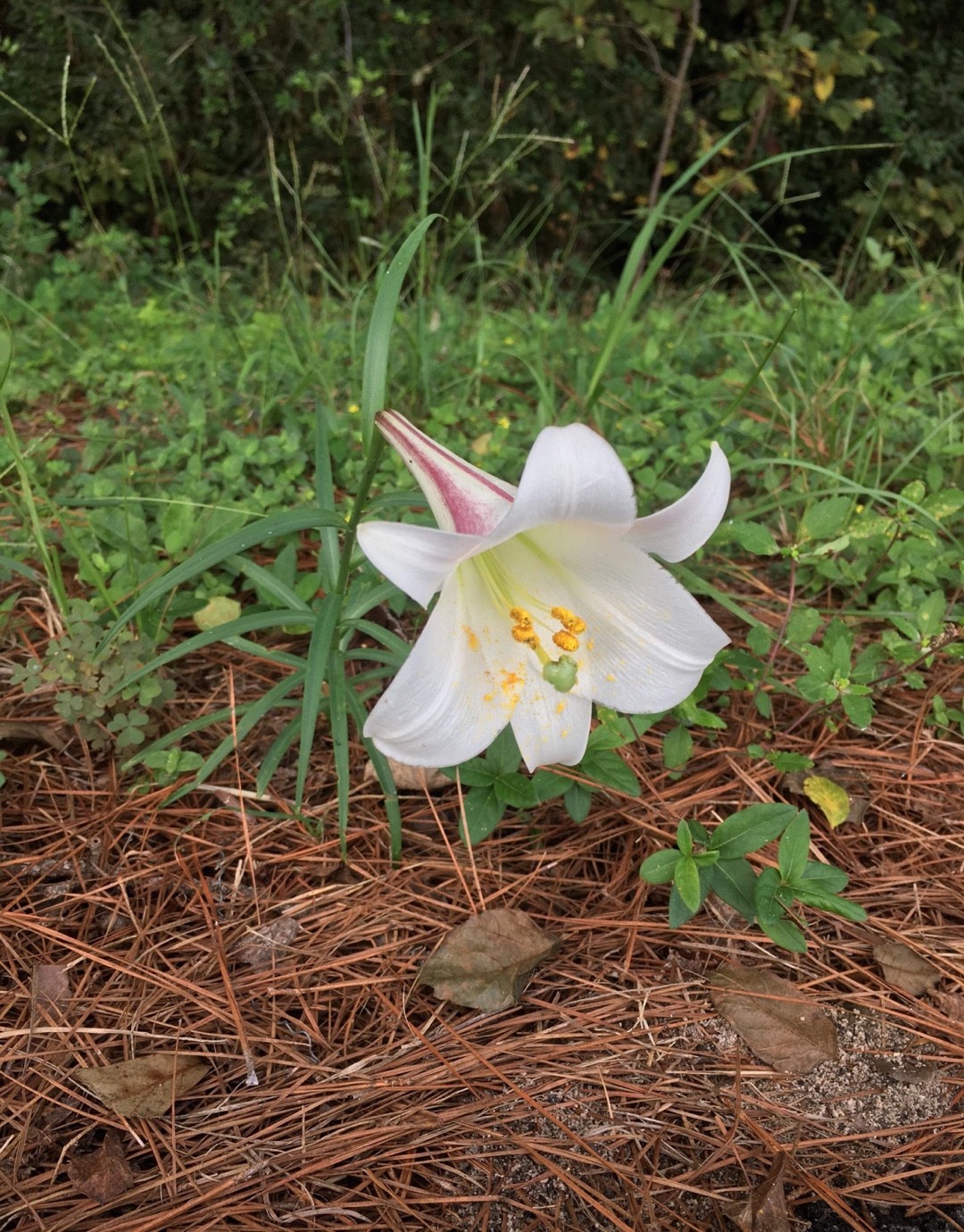 タカサゴユリ 高砂百合 Lilium Formosanum 花言葉 学名 よくある質問 Picturethis