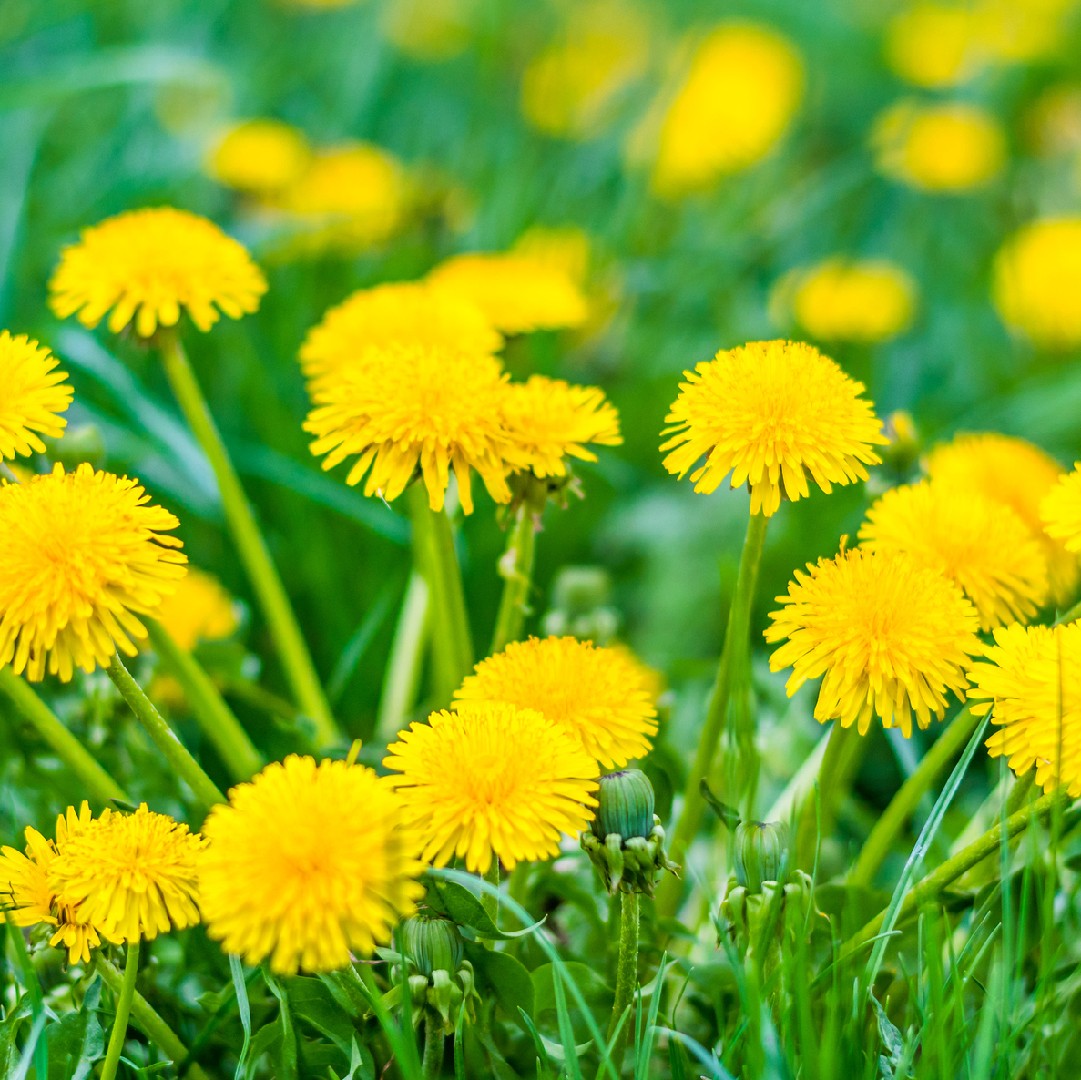 セイヨウタンポポ 西洋蒲公英 Taraxacum Campylodes 花言葉 学名 よくある質問 Picturethis