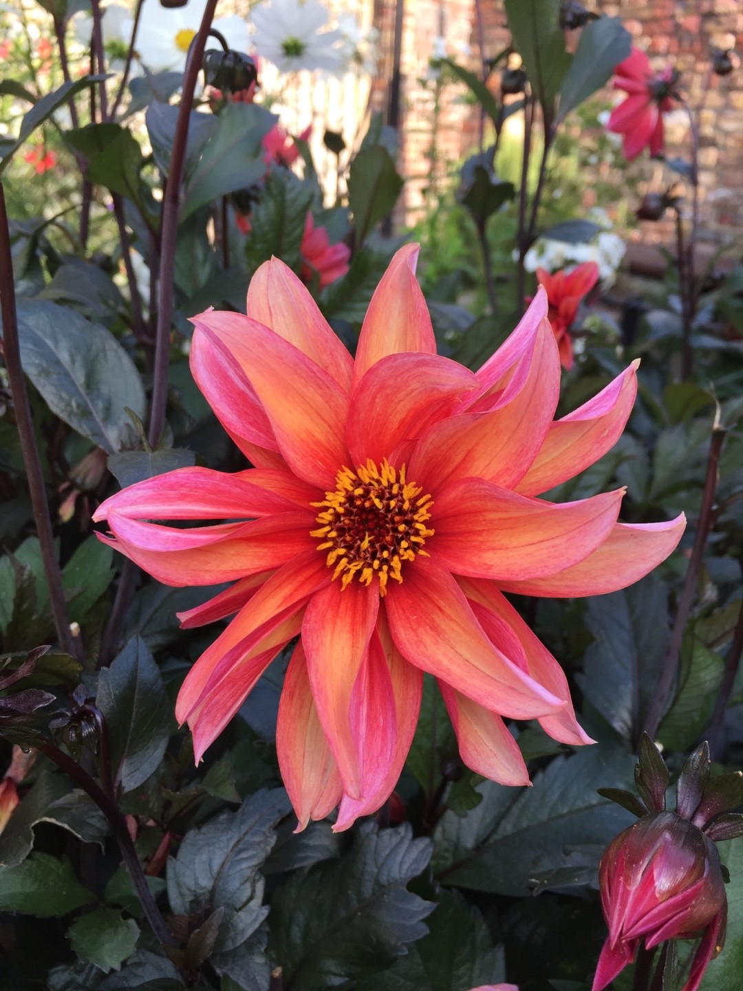 Dahlia Waltzing Mathilda 花言葉 学名 よくある質問 Picturethis