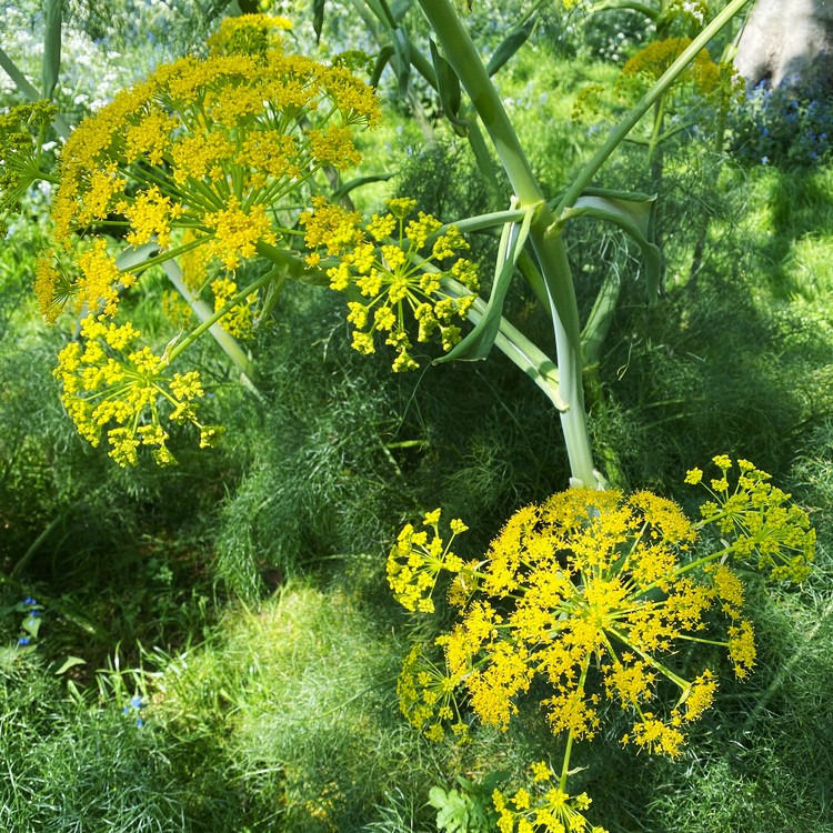 ウイキョウ 茴香 Foeniculum Vulgare 花言葉 学名 よくある質問 Picturethis