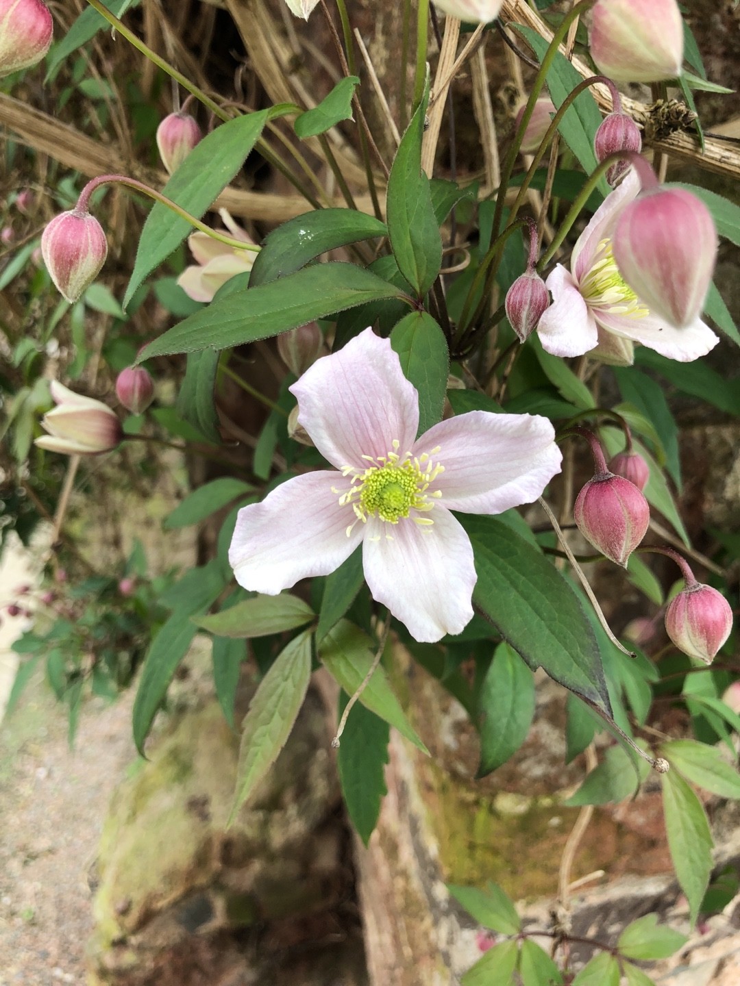 クレマチス モンタナ Clematis Montana 日常養生 Picturethis