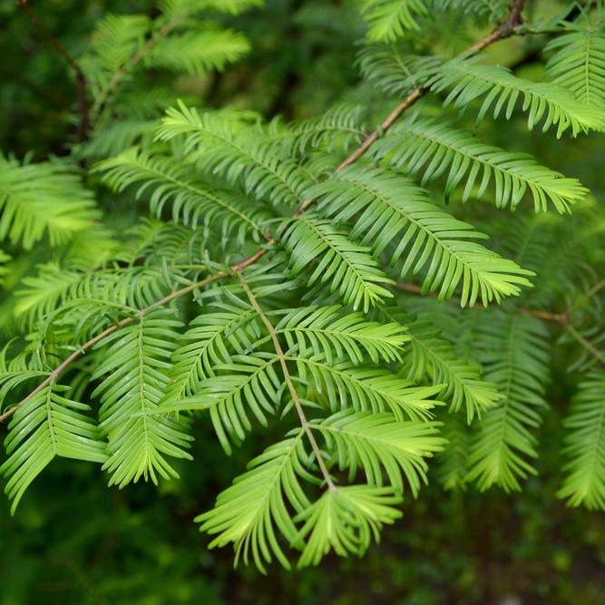 Kinesisk Sekvoja (Metasequoia glyptostroboides) - PictureThis