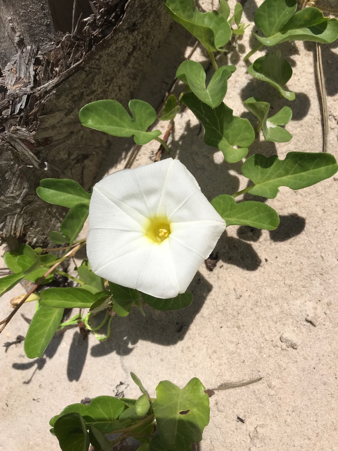 アツバアサガオ Ipomoea Imperati 花言葉 学名 よくある質問 Picturethis