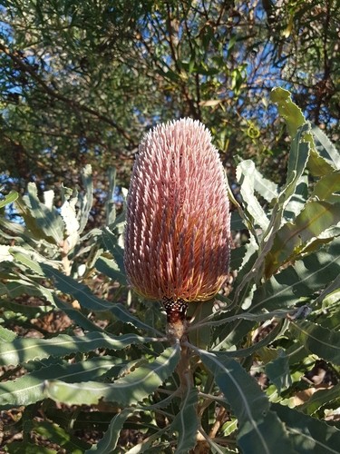 バンクシア属 Banksia 花言葉 学名 よくある質問 Picturethis