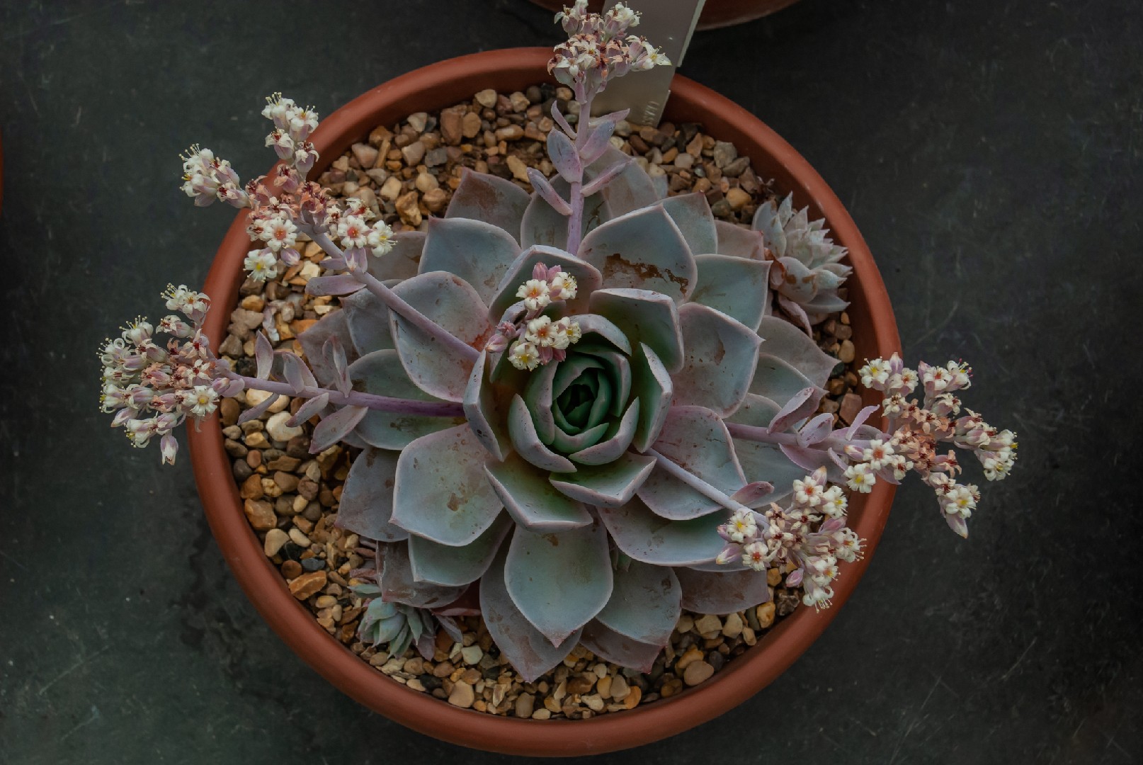 Siempreviva de Durango (Sedum suaveolens) - PictureThis