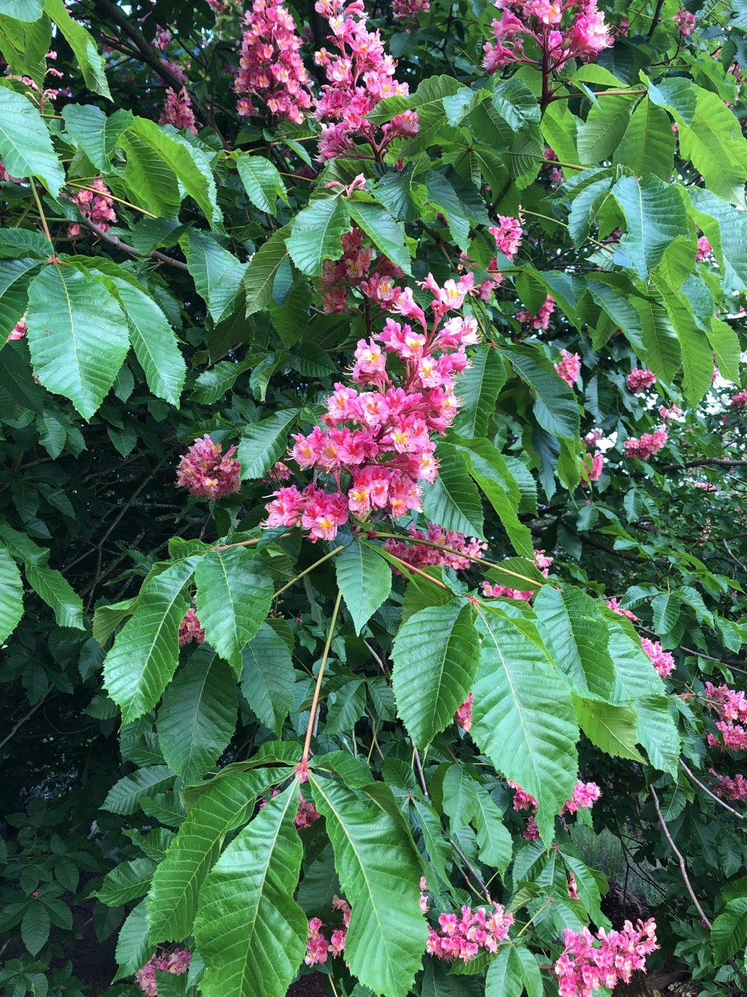 ベニバナトチノキ 紅花栃の木 Aesculus Carnea 花言葉 学名 よくある質問 Picturethis