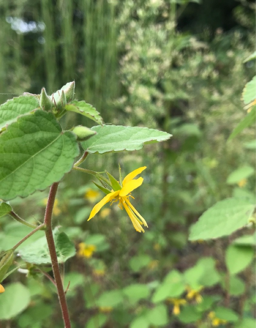 カラスノゴマ 烏の胡麻 Corchoropsis Tomentosa 花言葉 学名 よくある質問 Picturethis