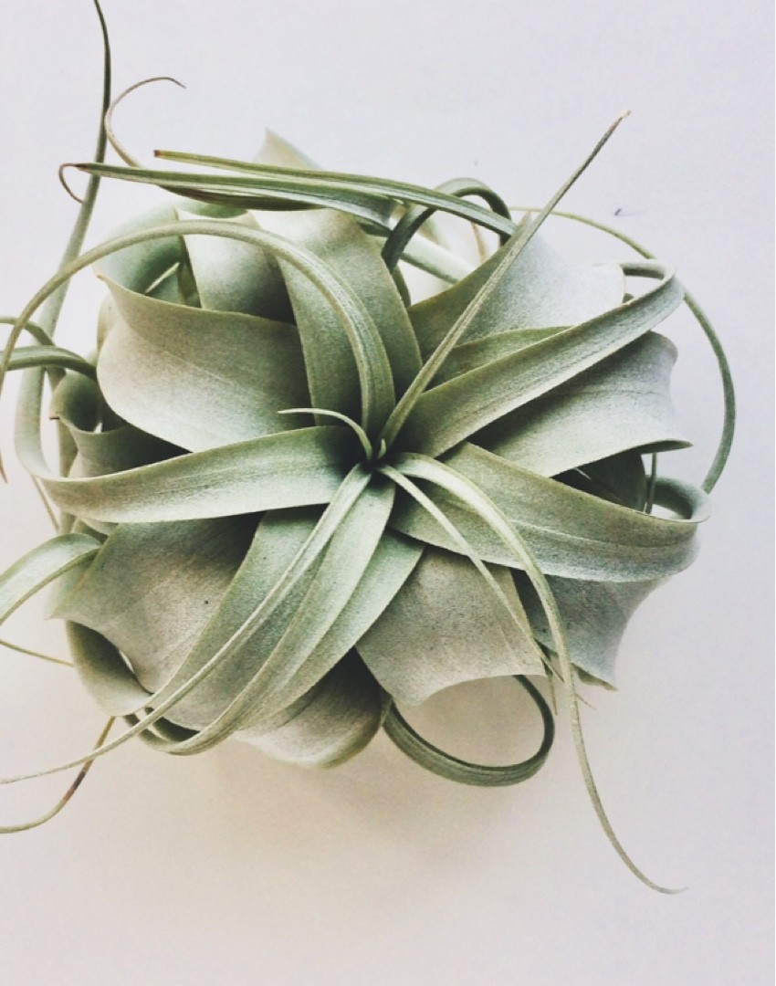 チランジア キセログラフィカ Tillandsia Xerographica 花言葉 学名 よくある質問 Picturethis