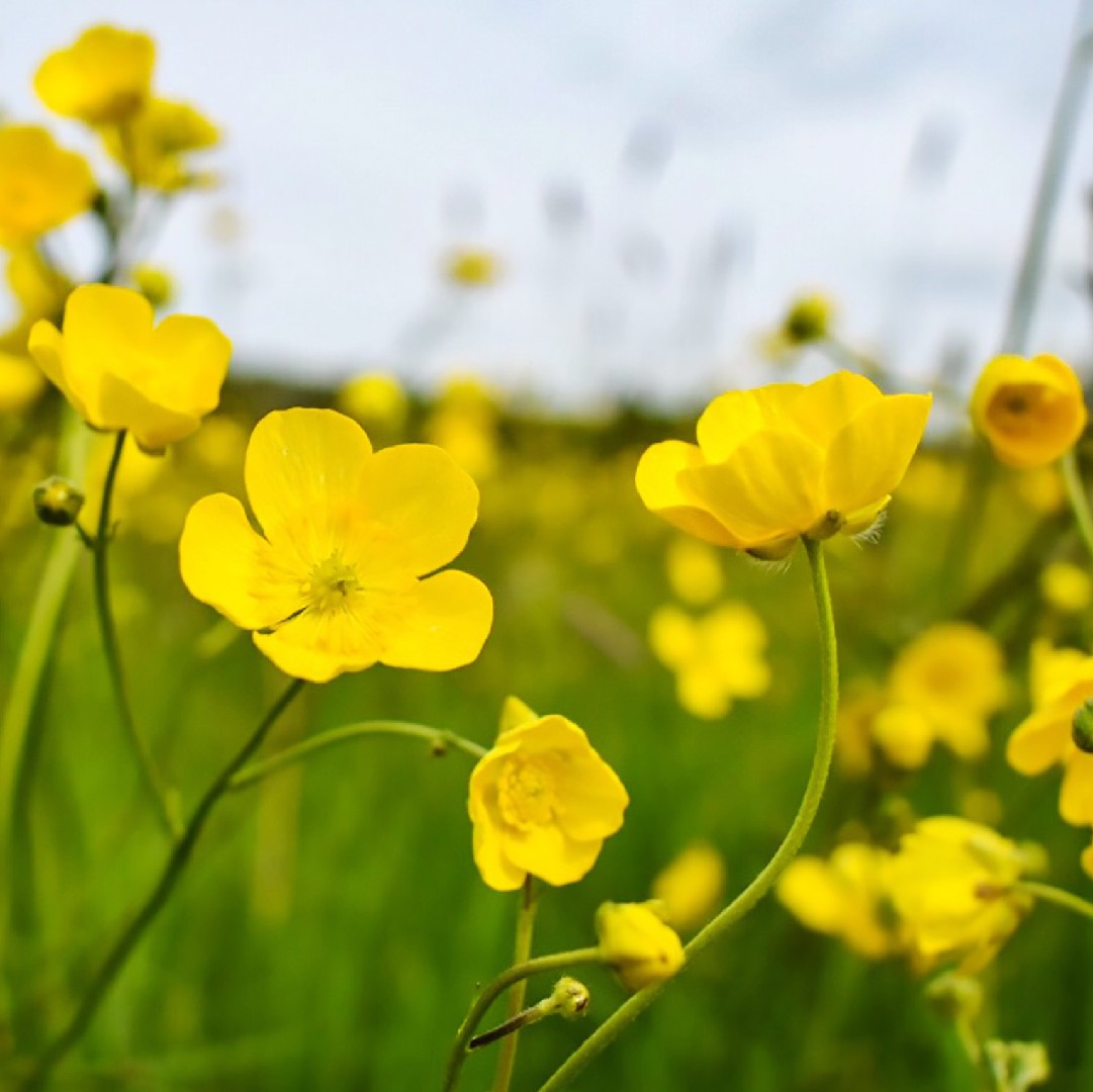 Meadow buttercup (Ranunculus acris) Flower, Leaf, Uses PictureThis