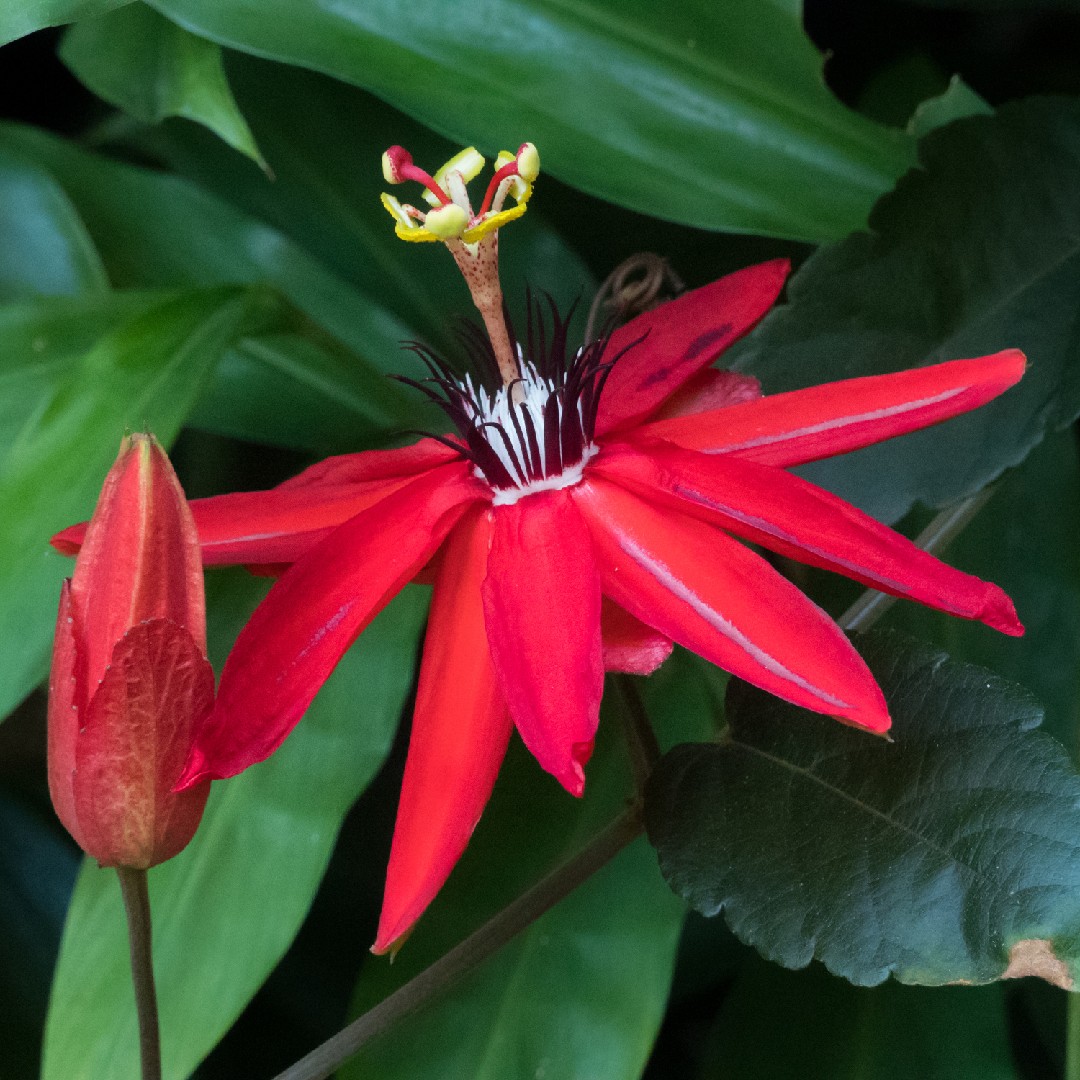 Passiflora Coccinea 花言葉 学名 よくある質問 Picturethis