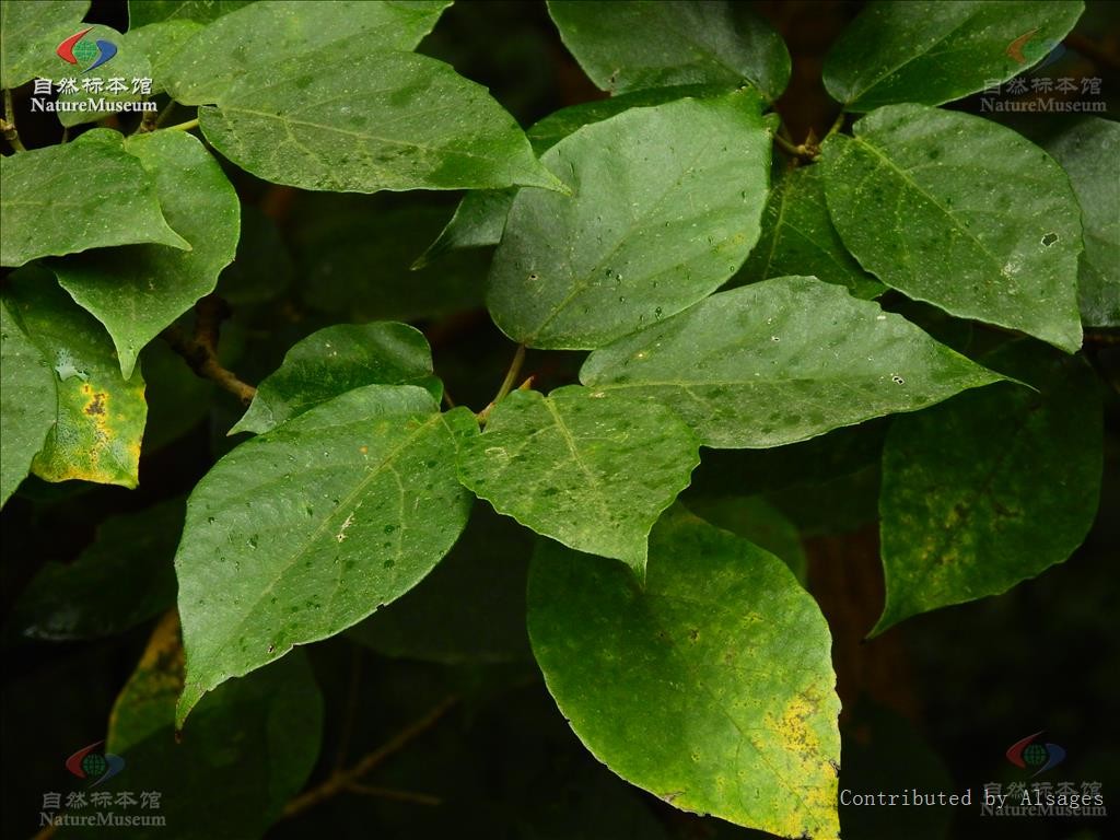 イヌビワ 犬枇杷 Ficus Erecta Picturethis