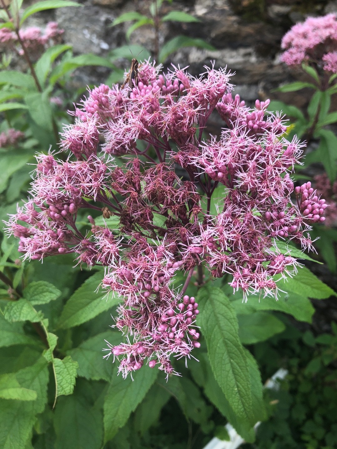 フジバカマ 藤袴 Eupatorium Fortunei 花言葉 学名 よくある質問 Picturethis