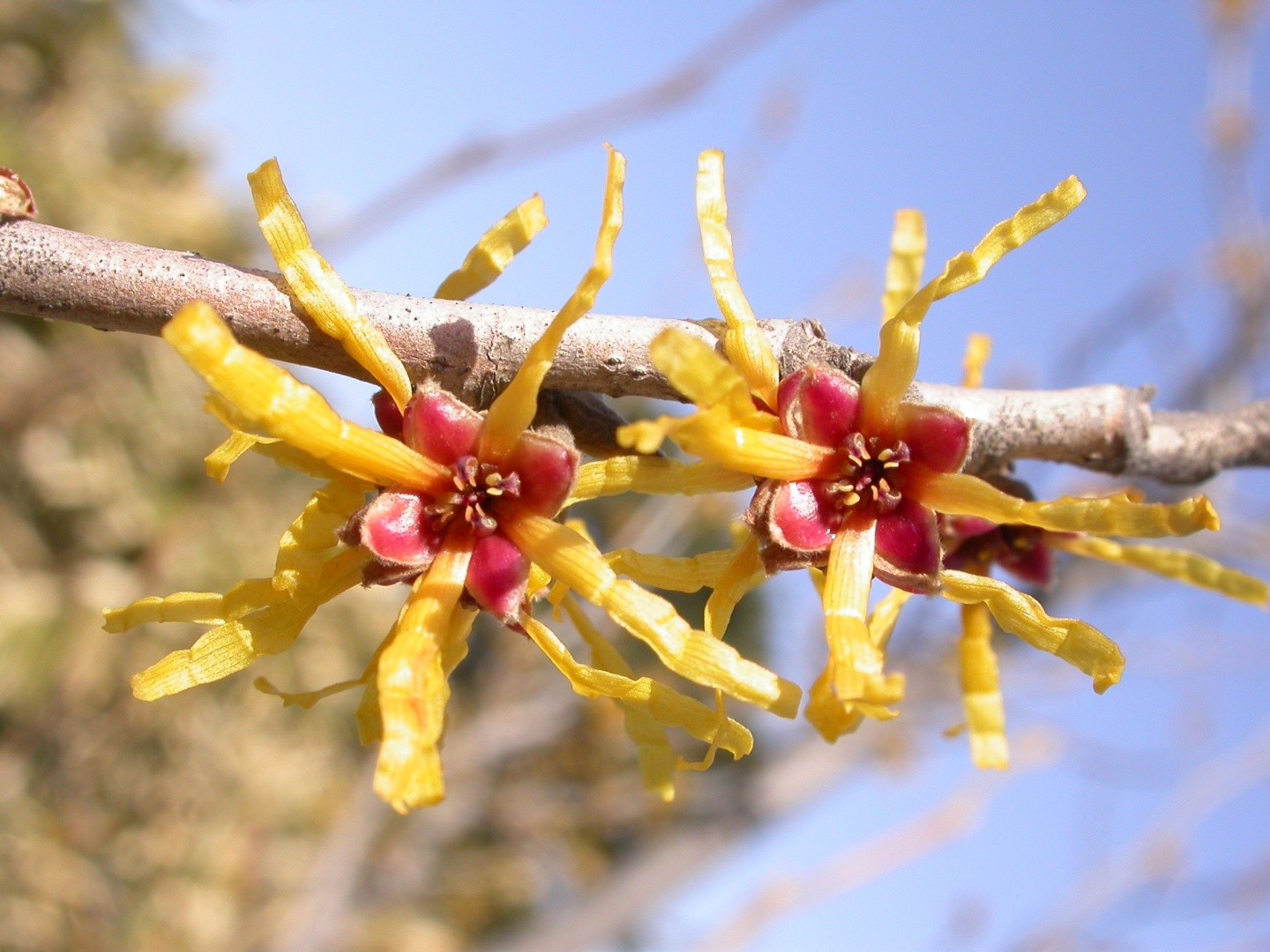 シナマンサク 支那万作 Hamamelis Mollis 花言葉 毒性 よくある質問 Picturethis