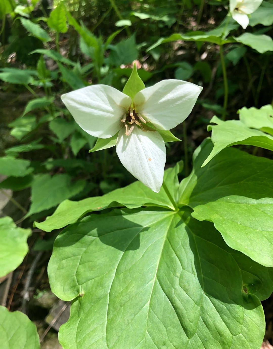 trillium-camschatcense-picturethis