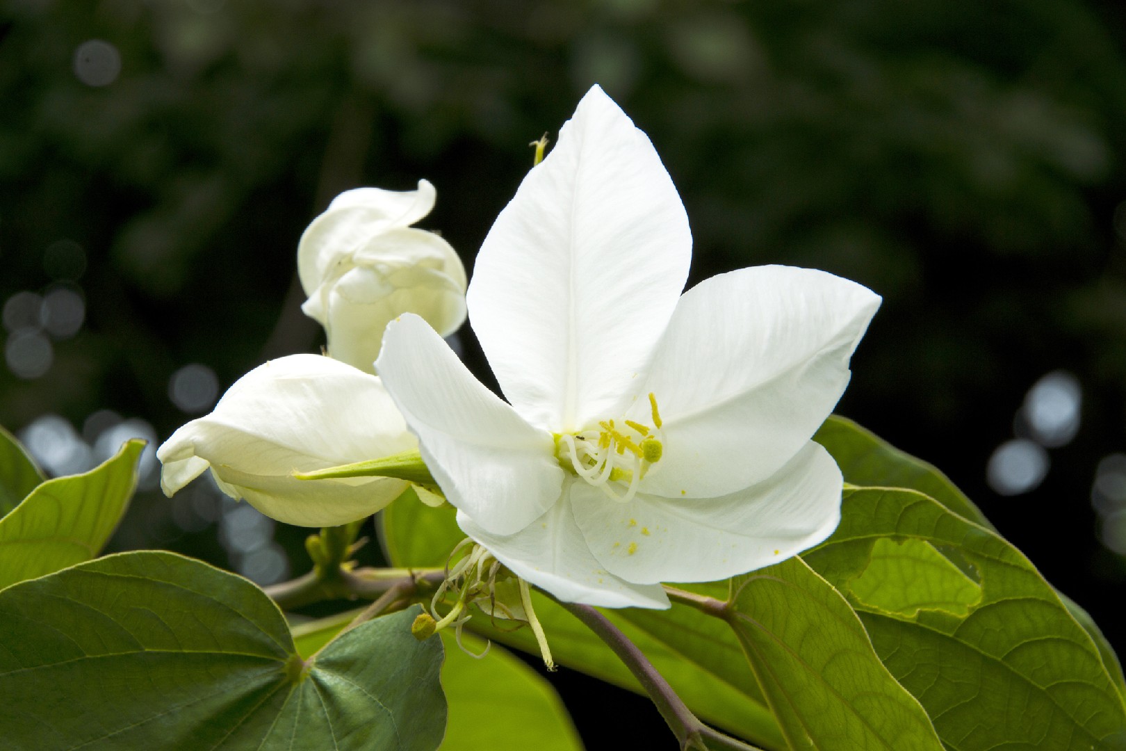 Bauhinia Acuminata 花言葉 学名 よくある質問 Picturethis