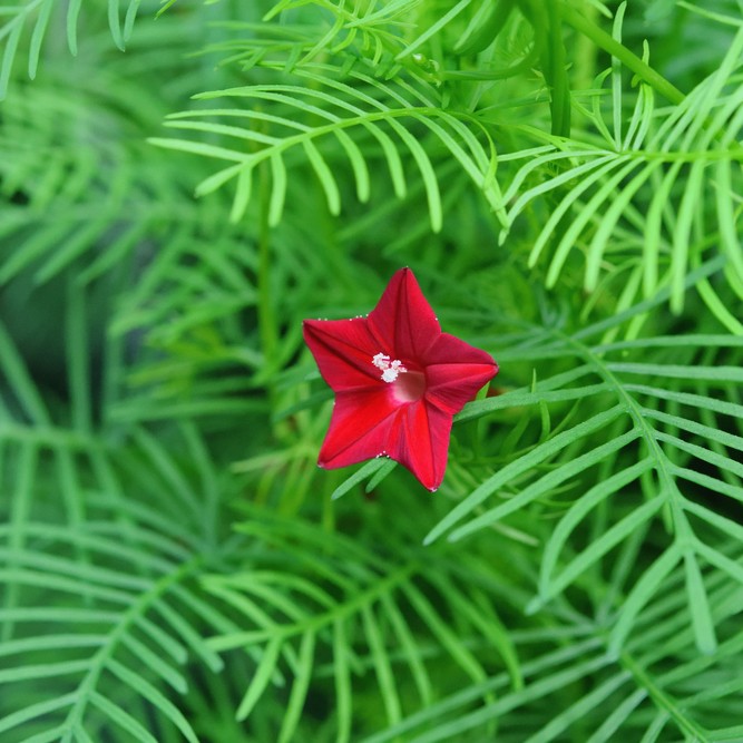 蔦蘿 Ipomoea Quamoclit 照顧 種植 繁殖 開花時間 Picturethis